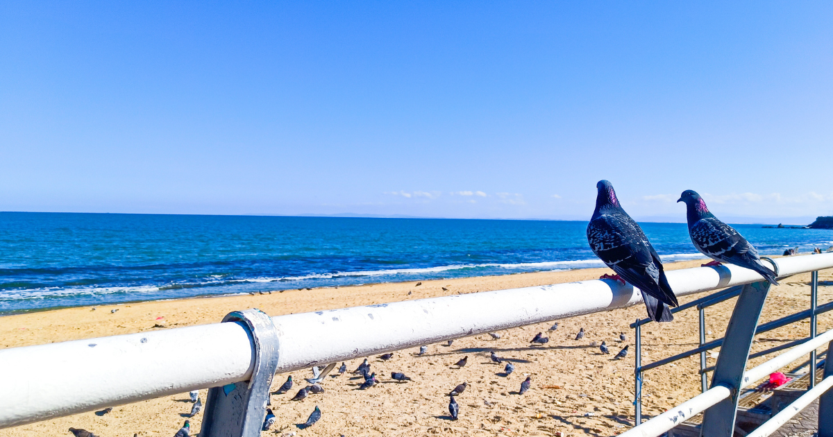 Worried about the SEO threat from Pigeons? Find the solution at sea!