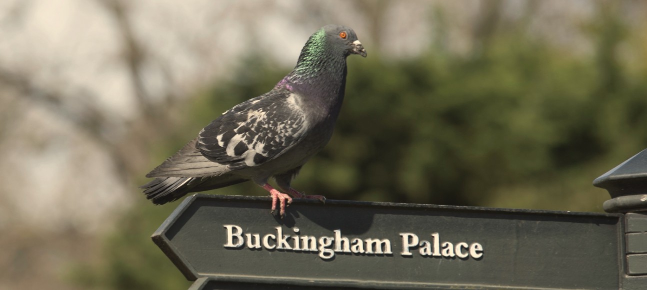 Google Pigeon landed in London and UK search results