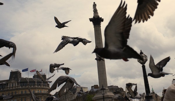 Google Pigeon arrived in London and UK search results