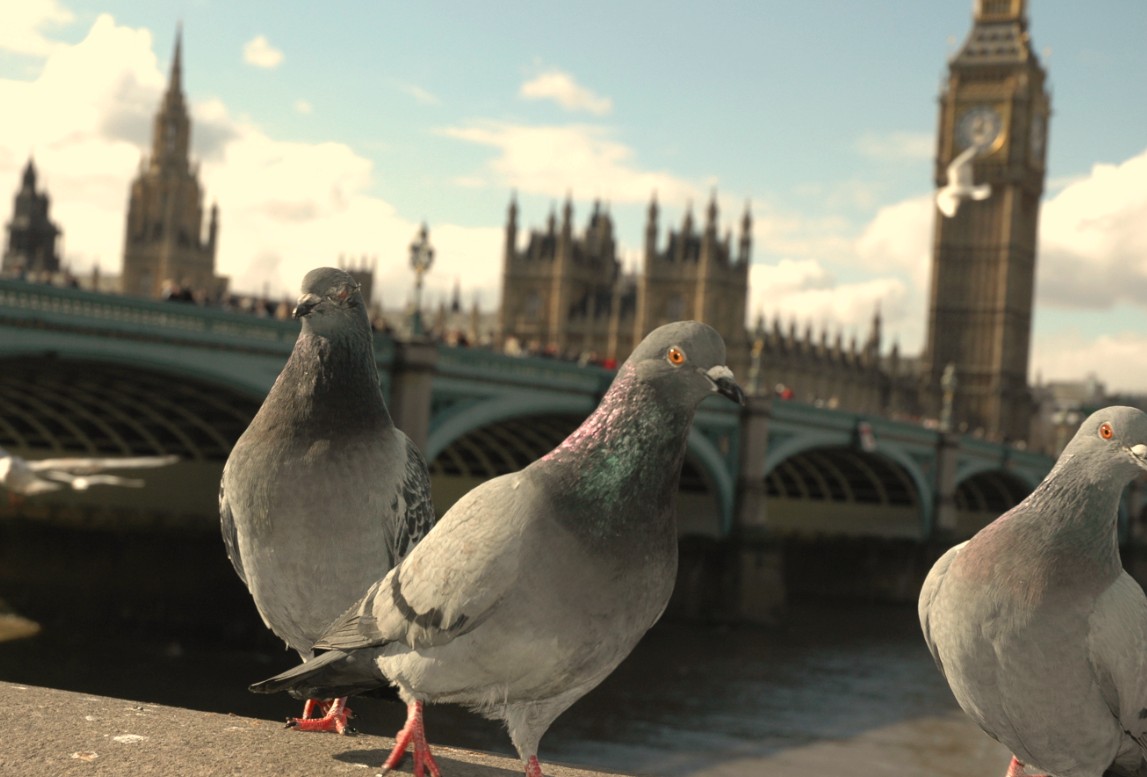 Google pigeon arrives in London