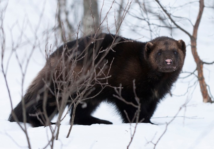 Lessons in social media: Wolverines in same group as badgers. 