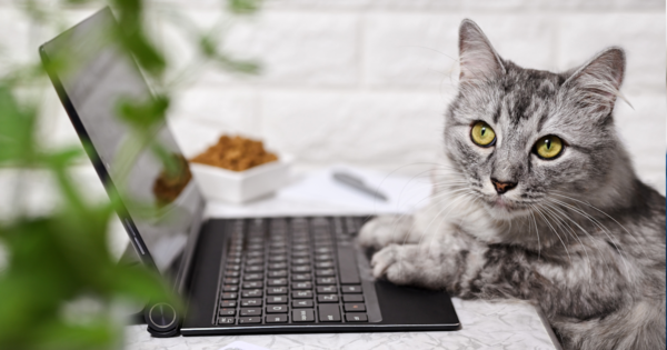 Stop paying for fake traffic on ads