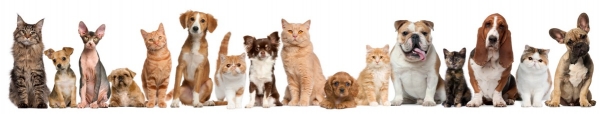 If its a dog don't call it a cat - correct labels help marketing