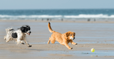 Should You Still A/B Test Your Ads in an AI-Driven PPC World?